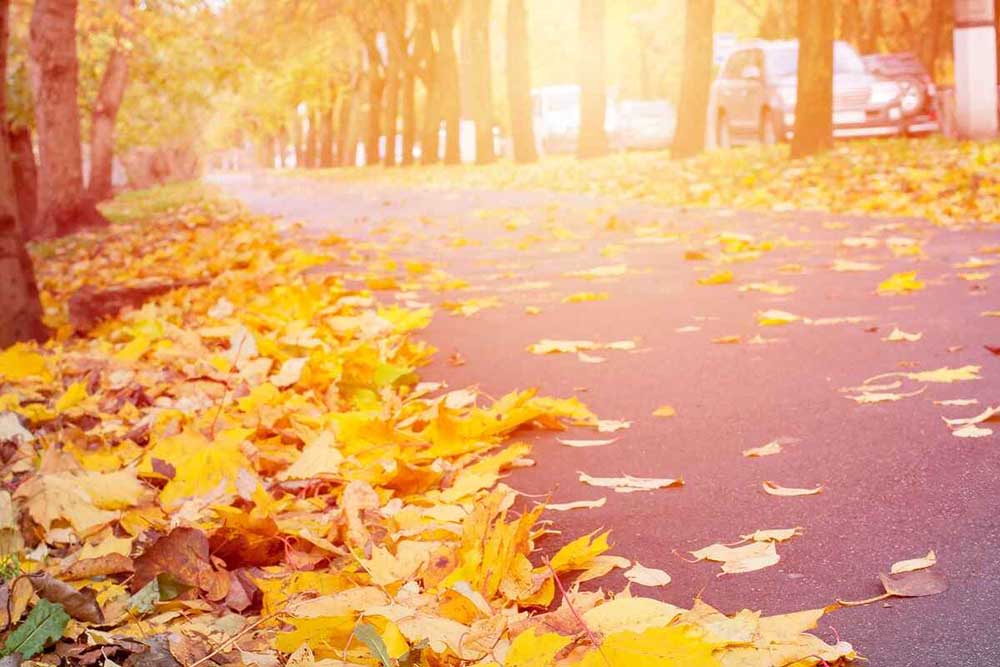 autumn leaves on the ground