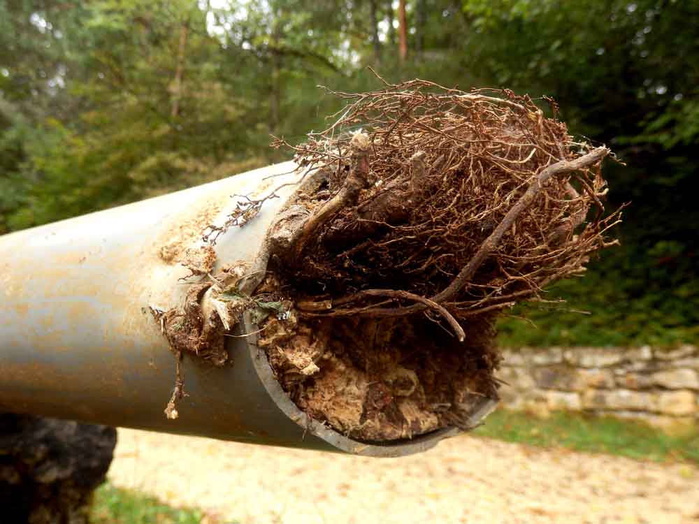tree root intrusion on pipes