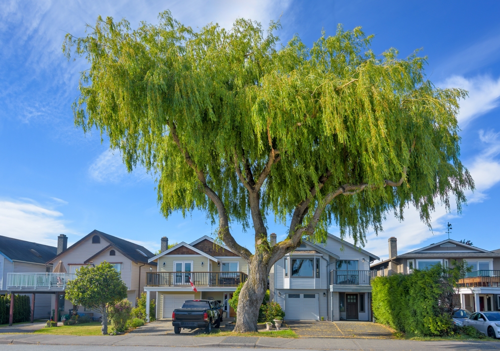willow tree in an MO residential area